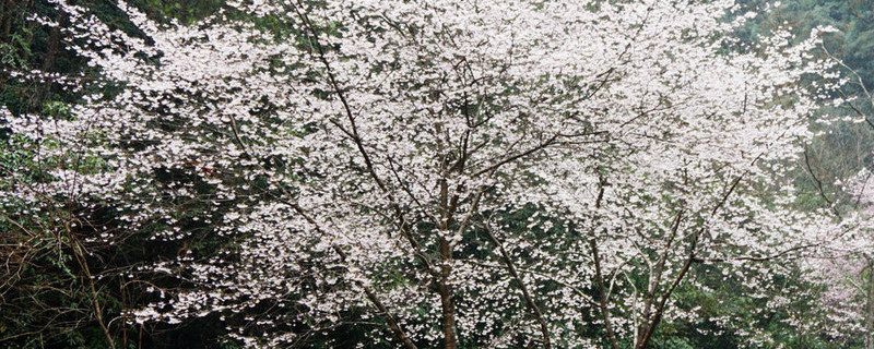 櫻花樹栽培技術與管理