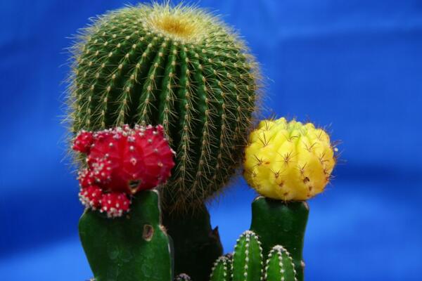 仙人球開花后怎么處理，保證光照充足并減少澆水