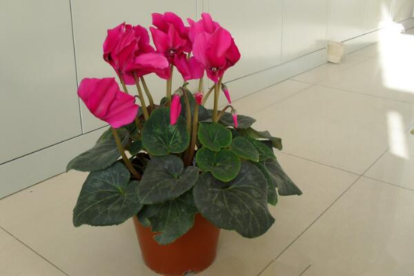 仙客來好養(yǎng)活嗎，5步教你養(yǎng)好仙客來