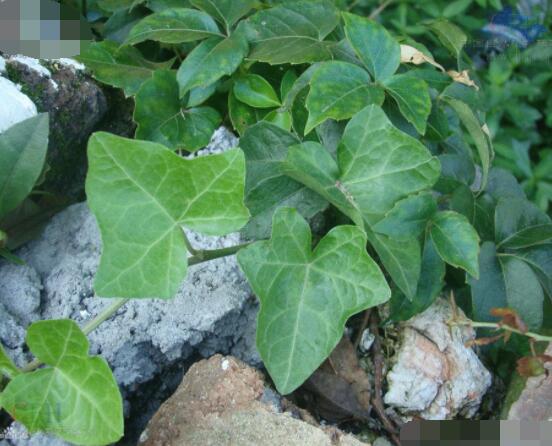 常春藤葉片干枯怎么辦，四種原因以及解決方法