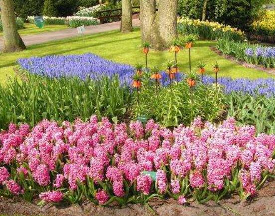 家里養(yǎng)風(fēng)信子好嗎，好/美化家居環(huán)境、凈化空氣