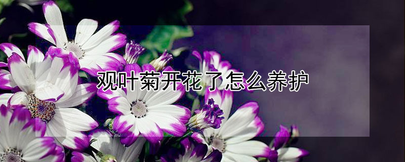 觀葉菊開花了怎么養(yǎng)護(hù)