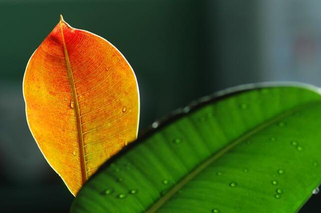 橡皮樹的副作用，對(duì)人體沒有特別大的傷害