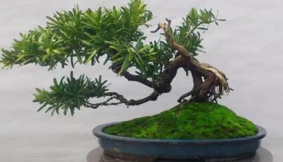 羅漢松盆景制作方法，教你五個基本步驟便可開枝散葉