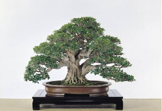 榕樹圖片，榕樹開花圖片