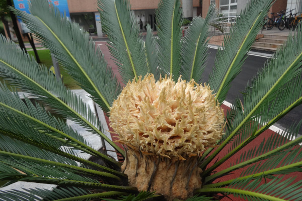 鐵樹養(yǎng)殖方法和注意事項(xiàng)，澆水保證盆土見干見濕