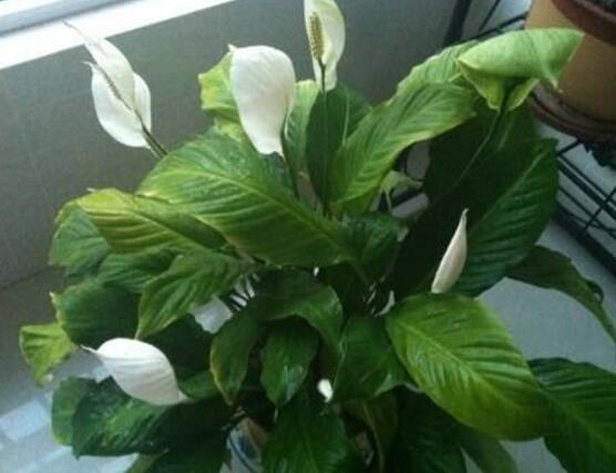 一帆風(fēng)順用什么花盆好，排水透氣、價(jià)格便宜素?zé)? src="/nongchan/d/file/20201223/jvwqtu5edt3.jpg" style="width: 551px; height: 353px;" / data-NELQ="hrIhCq"></p>
<p data-F1Lx="bRCuiA">
	<strong data-MRY4="1KeGo4">3、</strong>不過(guò)不好花友們，覺(jué)得花盆越大則越好，因?yàn)榕柰猎蕉啵B(yǎng)分就更充足。殊不知在實(shí)際效果上不是那么好，因?yàn)槿襞璐竺缧〉脑?，則耗水少，盆土過(guò)濕。</p>
<p data-ddXc="BvI8r9">
	<img alt=