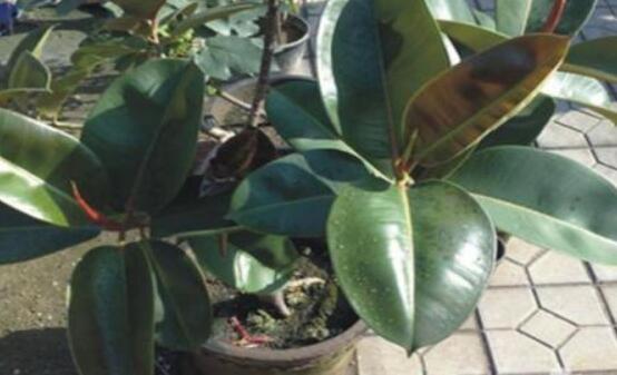 橡皮樹怎么換盆，教你四個簡單易學(xué)的方法