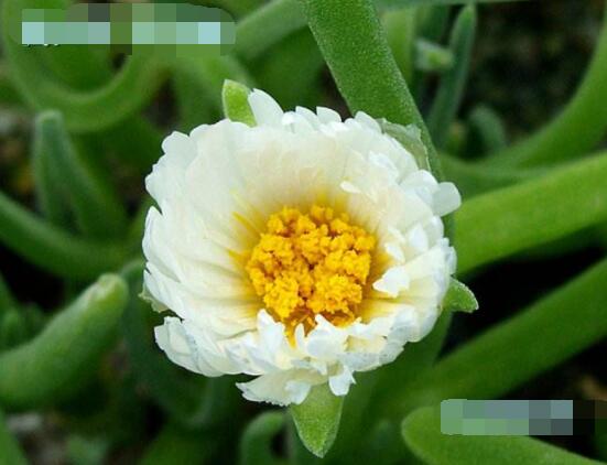 碧光環(huán)開花嗎，會(huì)開/從種植到開花需要5-7年(時(shí)間漫長)