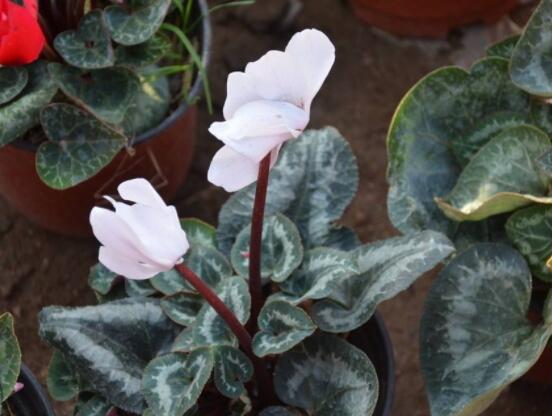 仙客來(lái)花期需施什么肥，做好薄肥少施原則(磷鉀肥為主)