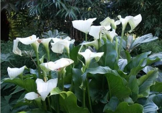 送馬蹄蓮花代表什么，不同顏色不同寓意(最深的祝福)