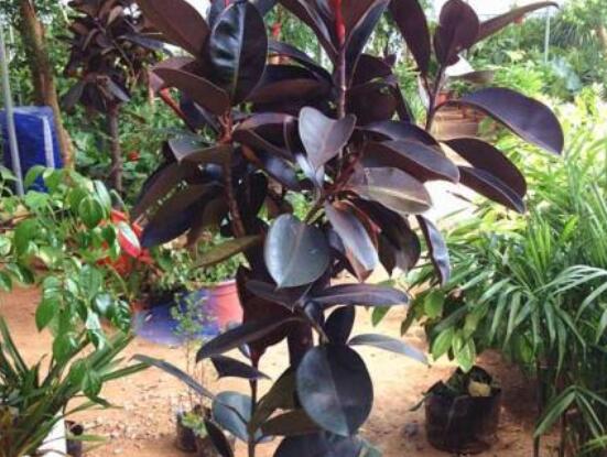 橡皮樹扦插，教你六大基本步驟快速生根發(fā)芽(30天)