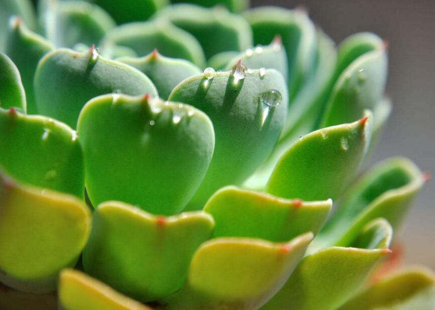 寶石花的繁殖方法，葉插和插穗操作方法