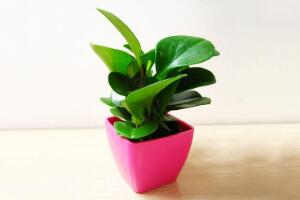 盆栽碧玉怎么澆水，碧玉澆水方法