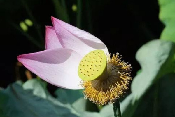 荷花會(huì)結(jié)果實(shí)嗎