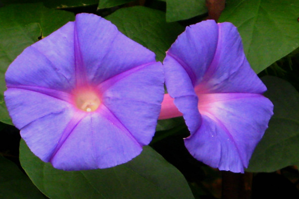 牽?；ㄈ~子的形狀特點