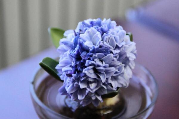 藍色風(fēng)信子好養(yǎng)嗎，新手必須要掌握的5大要點