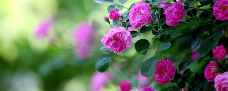 紅木香什么時候開花