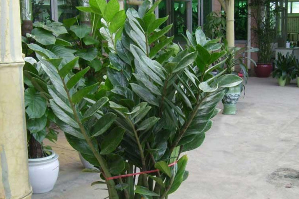 金錢(qián)樹(shù)夏天幾天澆一次水