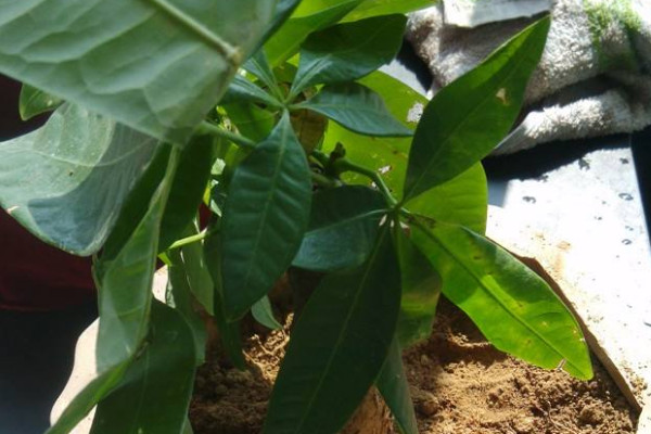 發(fā)財(cái)樹老樁怎么發(fā)新芽