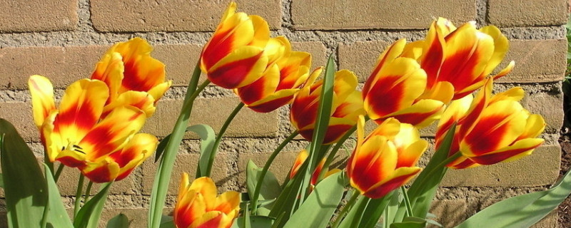 郁金香春天種什么時(shí)候開(kāi)花