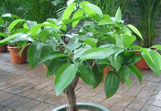 平安樹(shù)好養(yǎng)嗎，教你簡(jiǎn)單四種養(yǎng)殖方法/闔家幸福、萬(wàn)事如意