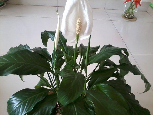 一帆風(fēng)順怎么不開花，不開花原因以及對策