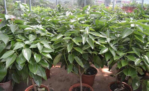 平安樹怎么修剪，平安樹的修剪方法和技巧