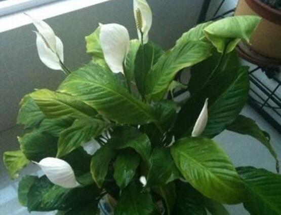 一帆風(fēng)順花怎么移植，教你六個簡單易學(xué)步驟