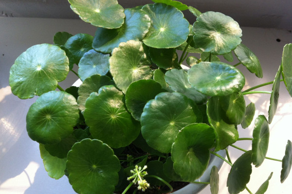 銅錢草葉子邊緣干枯，及時補充水肥養(yǎng)分