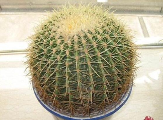 仙人球用什么土養(yǎng)好，兩份壤土兩份腐葉土三份粗沙進(jìn)行配置