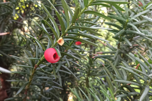 曼地亞紅豆杉和南方紅豆杉的區(qū)別，前者含醇量更高