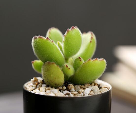 熊童子長黑斑了怎么辦，教你兩種最常見解決辦法(蟲害與病害)