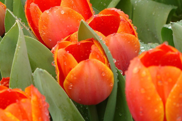 郁金香會不會復(fù)花