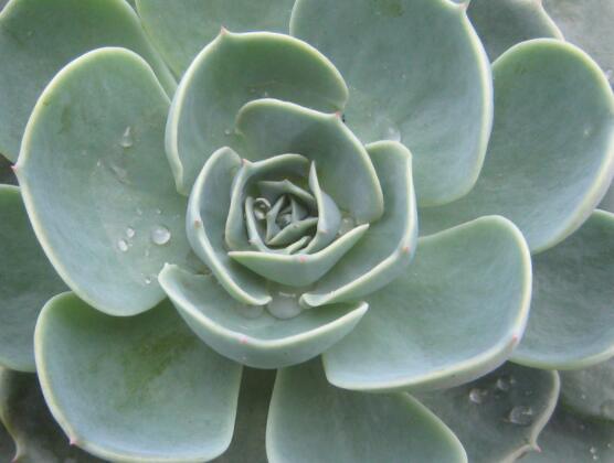 寶石花怎樣養(yǎng)才能長(zhǎng)得快，做好四個(gè)要點(diǎn)生長(zhǎng)的青翠欲滴