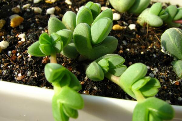 碧玉蓮的養(yǎng)護(hù)方法，做好五個(gè)方面的管理