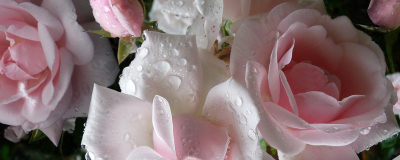 薔薇花會(huì)結(jié)果嗎