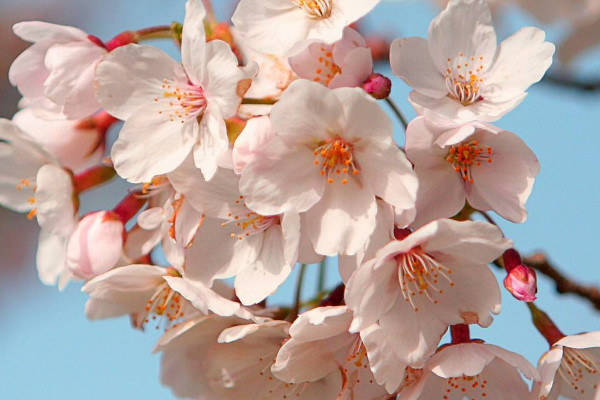 櫻花冬天是什么樣子