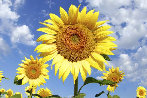 向日葵長(zhǎng)蟲(chóng)子了怎么辦