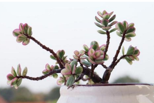 雅樂之舞怎么養(yǎng)