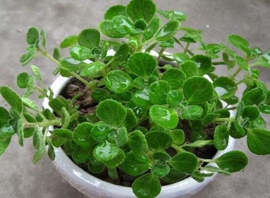 碰碰香能吃嗎，可食/泡茶泡酒香味濃郁、美味可口