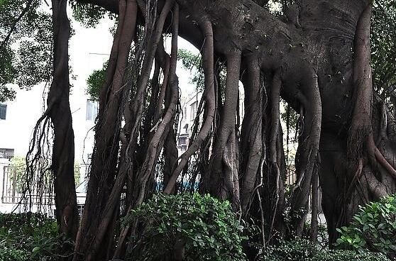 榕樹為什么招鬼，榕樹招鬼只是一種民間傳說(shuō)