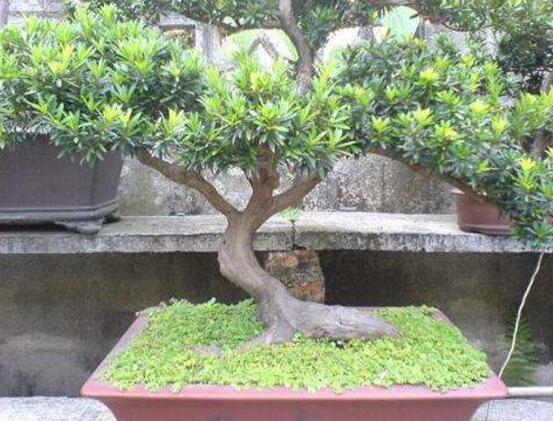 羅漢松有毒嗎，羅漢松可以在臥室養(yǎng)嗎