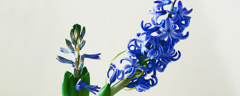 風(fēng)信子冬天開花嗎