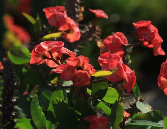 虎刺梅病蟲害及防治，根腐病與介殼蟲最為常見