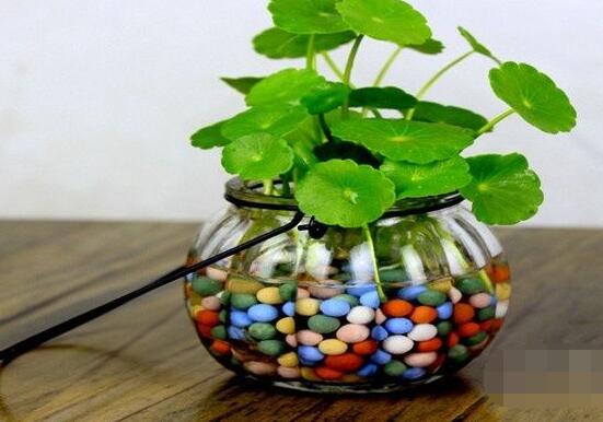 銅錢草水培怎么固定根，，擇一些小花石置于水瓶底部(美觀固定)