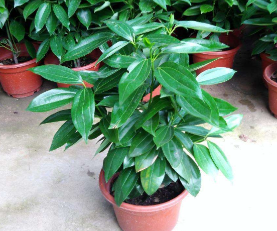 如何給平安樹松土，以樹干為中心、沿周圍輕鏟