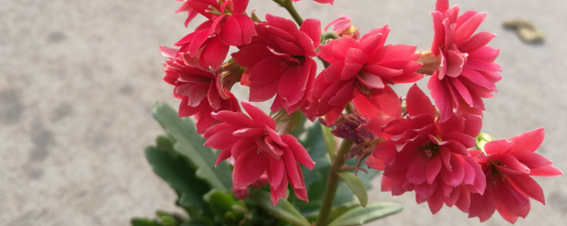 長壽花夏天空調室內怎么養(yǎng)