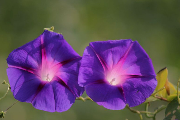 盆栽牽?；S葉怎么辦