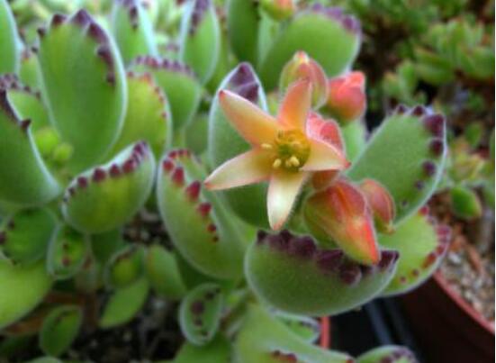 熊童子多久開(kāi)花，每年7-9月間含苞盛放(夏末秋初)